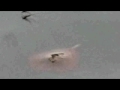 muggendans 2, dancing midges 2