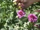 Planting Fall Blooming Bulbs