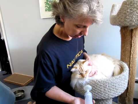 how to treat feline asthma