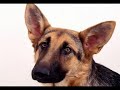 Un cagnolino di nome Chicco Un cagnolino di nome Chicco
