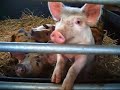 Piglet Fun! Piglet Fun!
