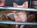 Piglet Fun!