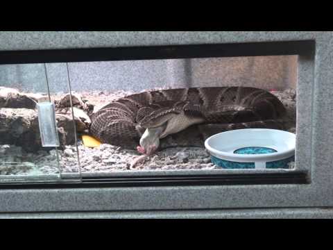 YouTube reptile video