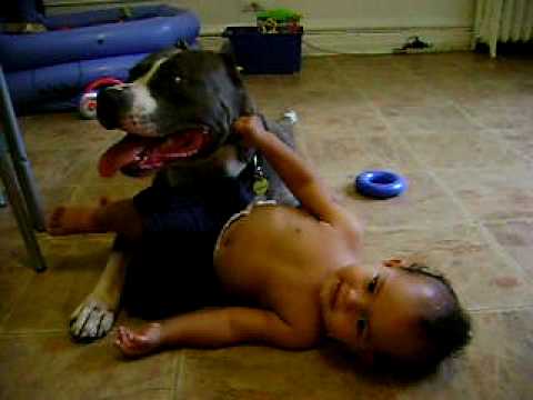 amstaff