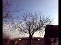 Gli storni del Bota Gli storni del Bota