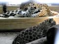 Gallery - Baby Jaguars Rock!