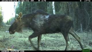 Keeping an eye on wildlife