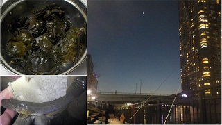 今が旬!地中海から来たミドリガニ、朝潮運河は最高です!!青イソも元気です