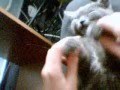 I wanna hold his Pad :3 ~ Julek the cat