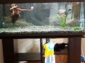 piranha in acquario nuovo