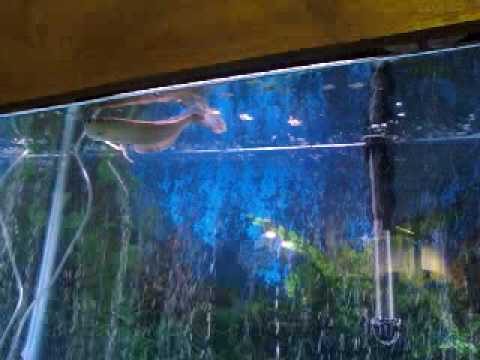 Arowana eating crickets