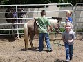 Lucky is a 6 year old gelding. He's a very easy going, gentle, pony. He's 42