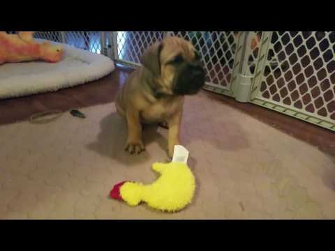 Red fawn girl playing