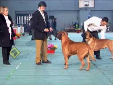 bullmastiff