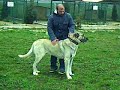 TESC?LL? KANGAL ?LE KANGAL KÖPE?? NED?R? TESC?LL? KANGAL ?LE KANGAL KÖPE?? NED?R?