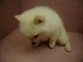 06/29狐狸狗 Japanese Spitz -公幼犬-日新犬舍