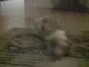 crazy dog having fun