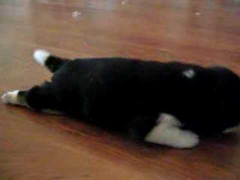 shiba inu puppy