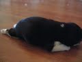 shiba inu puppy shiba inu puppy