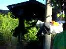 miki-uli-y-maca-yendo-a-la-casa-de-buffi-en-ciudad-jardin.html