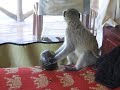 Monkey steals an avocado