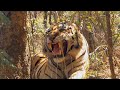 Wildlife Collection 25 - Tiger Spy in the Jungle 1of6 - 2008 - Ep3-3