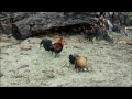 Chicken Music