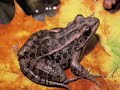 Pickerel Frog
