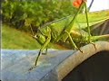 F18 Giant king Grasshopper Koningssprinkhaan 1991