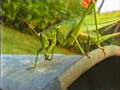 F18 Giant king Grasshopper Koningssprinkhaan 1991