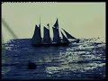 Spinvis / Vinkenoog - Talatta Spinvis / Vinkenoog - Talatta
