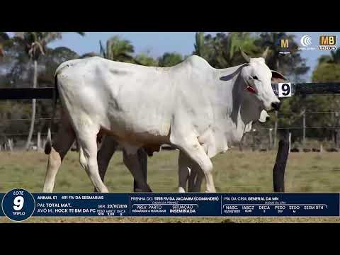 1� DE OLHO NA FAZENDA NELORE SESMARIAS