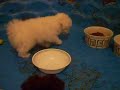 Who's the runt in this video.
