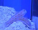 Valenciennea puellaris, Maidenschl�fergrundel