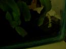 Mantis Eats Cricket Mantis Eats Cricket