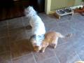 Dog and Cat Fighting