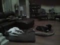 Angel & Gia: The Singing Greyhounds