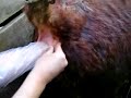 Anestesia del nervio pudendo en el toro