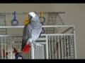 View Video