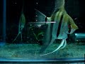 Angelfish Dancing to the tune 