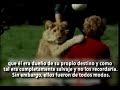 El Leon Christian ( Una verdadera Historia de Amor ) subttulado en castellano El Leon Christian ( Una verdadera Historia de Amor ) subttulado en castellano