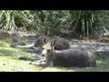 videos de Australian wildlife: Kangaroos relaxing