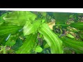 Aquarium Ramirezi Cardinali Aquarium Ramirezi Cardinali