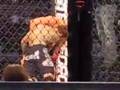 Tiki Ghosn vs Luke Stewart Strike Force 3/29/08