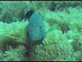 Video footage by Trajano Paiva for sosoceanos