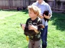 Chasing More Chickens