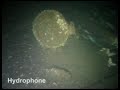 U12 - Uboat found off Eyemouth