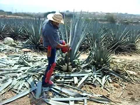 how to harvest agave plant