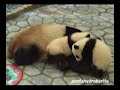 Twin PANDA Baby, Moon Walk, Aihin, ?????????
