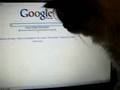 Моя Кошка Рубится в Google
